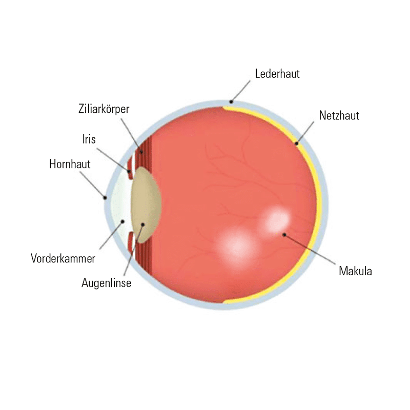 uecker-augenoptik-netzhautscan-makuladegeneration-normal.jpg