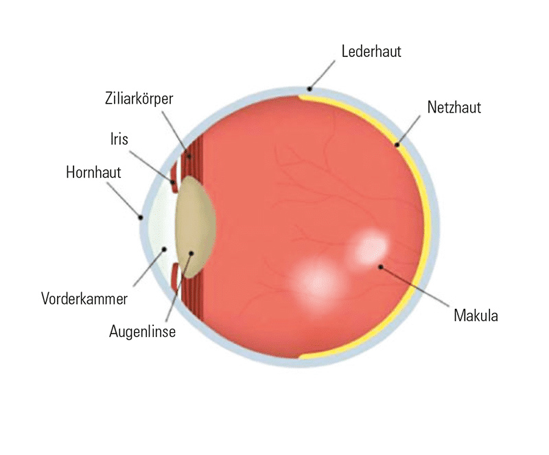 uecker-augenoptik-netzhautscan-makuladegeneration-normal-neu